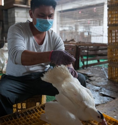 Detectan un cuarto caso de gripe aviar H7N9 en el sur de China
