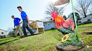 Negocio: rentar gallinas