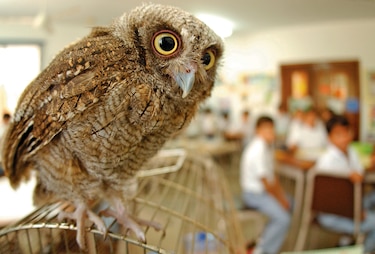 ‘No son mascotas’: Profesora Ileana Cotes, la encantadora de búhos