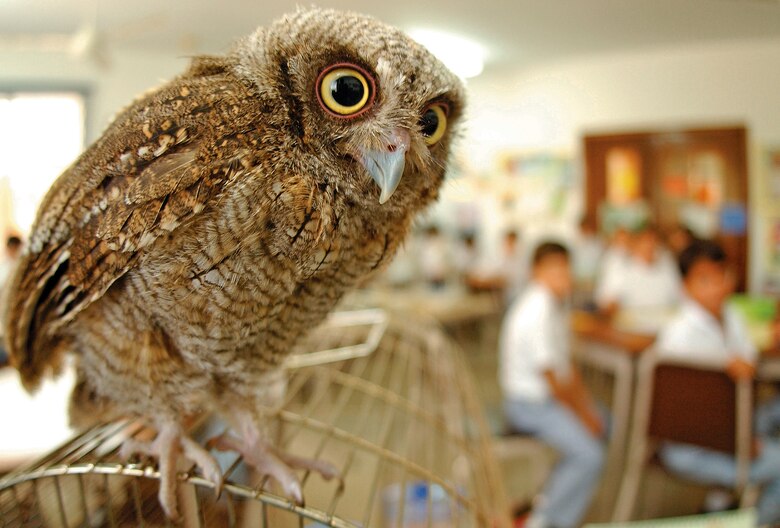 ‘No son mascotas’: Profesora Ileana Cotes, la encantadora de búhos
