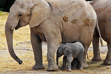 Transmiten desde México nacimiento de elefante africano y lo llaman Zoom