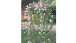 Madrid y su oasis entre rosas