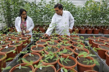 Guandú genéticamente modificado ayudaría a combatir la inflación en India