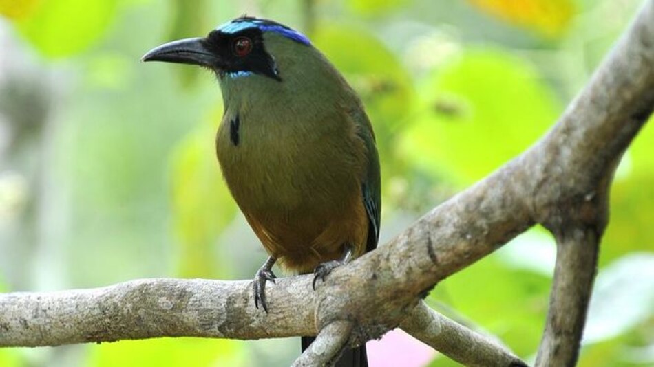 Lista Roja: 23 mil 928 especies se encuentran en peligro de extinción