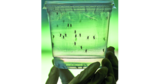 Lo que nos deja 2016 en ciencia