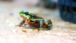 Estimulan supervivencia de anfibios