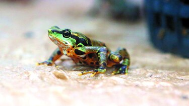 Estimulan supervivencia de anfibios