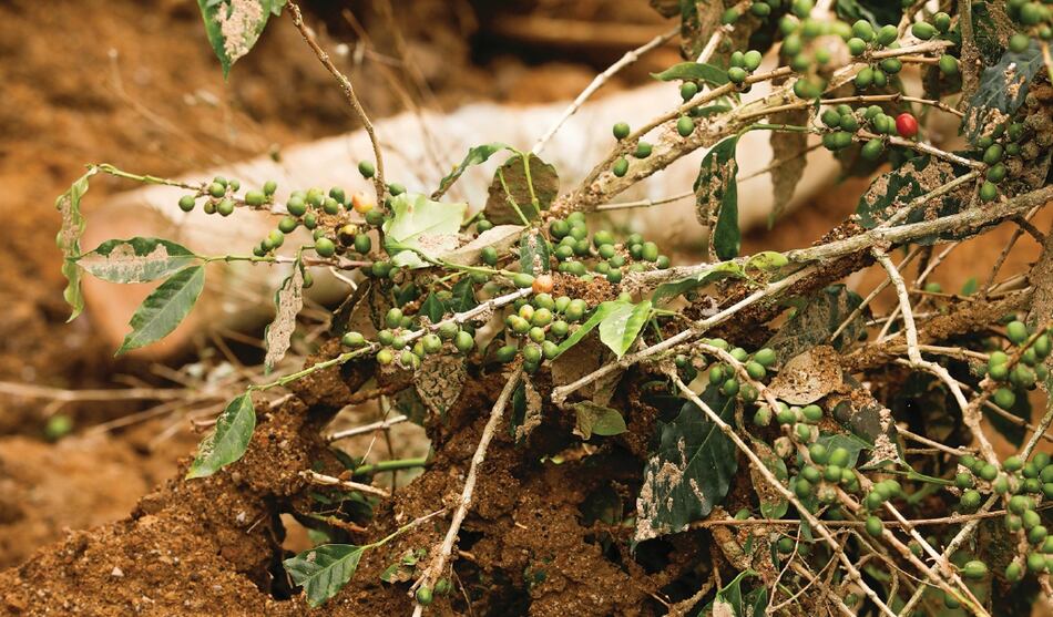 Pérdida millonaria por el paso de Eta