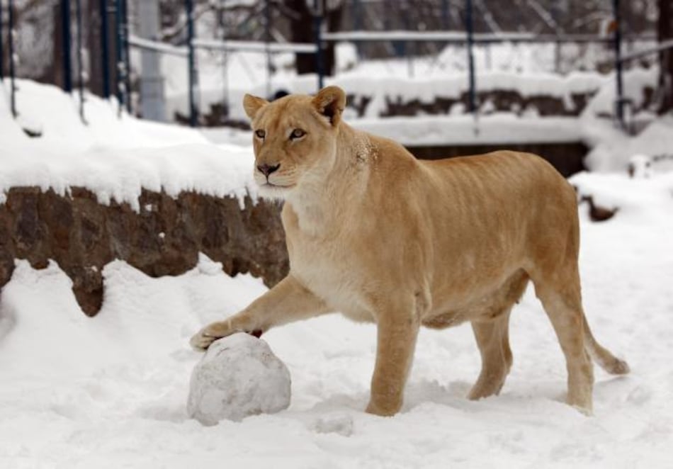 En el Zoológico de Varsovia se lucha contra el frío y el aburrimiento