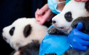 Zoológico de Berlín presenta a dos bebés pandas gemelos