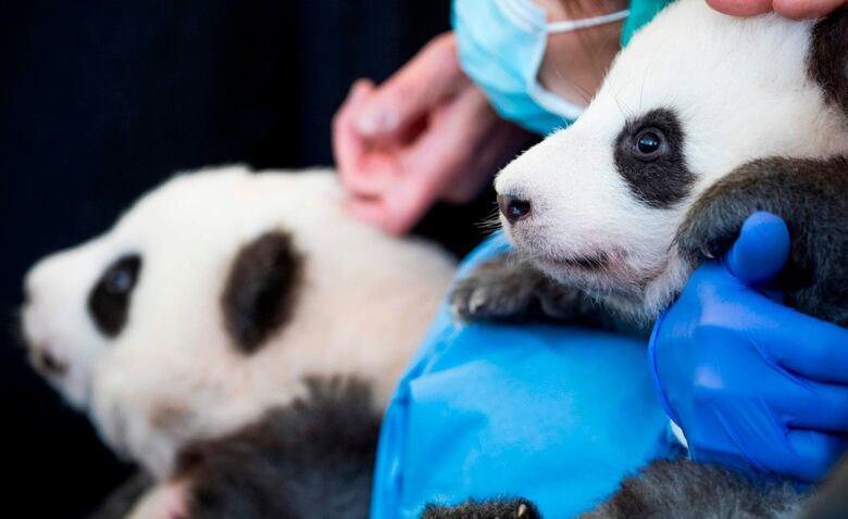 Zoológico de Berlín presenta a dos bebés pandas gemelos