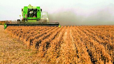 Clima seco afecta al rendimiento de granos