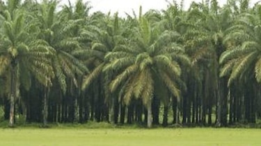 Aceite de palma, un caso de éxito