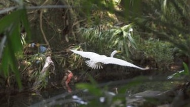 Río que brilla, río que muere