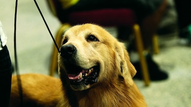 Campamento para las mascotas