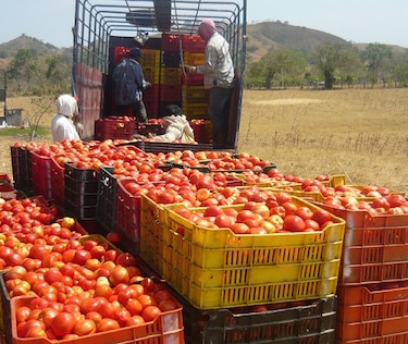 Salvoconductos para sector tomatero quedan sin efecto