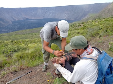 Expedición científica observa por primera vez crías de iguanas rosadas