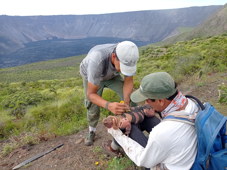 Expedición científica observa por primera vez crías de iguanas rosadas