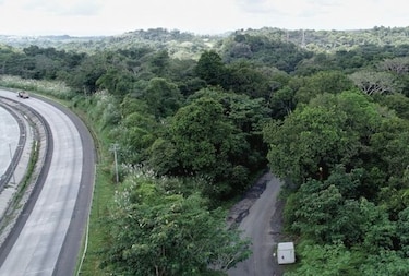 Bosques, en riesgo por nueva carretera hacia Panamá Oeste