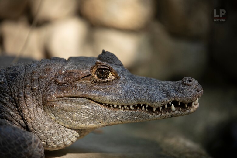 El Valle de Antón y su vocación turística