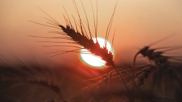 Sequía y ola de calor disparan precio del trigo en el mercado
