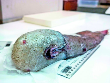 Exhibición de peces ‘feos’ del fondo del mar