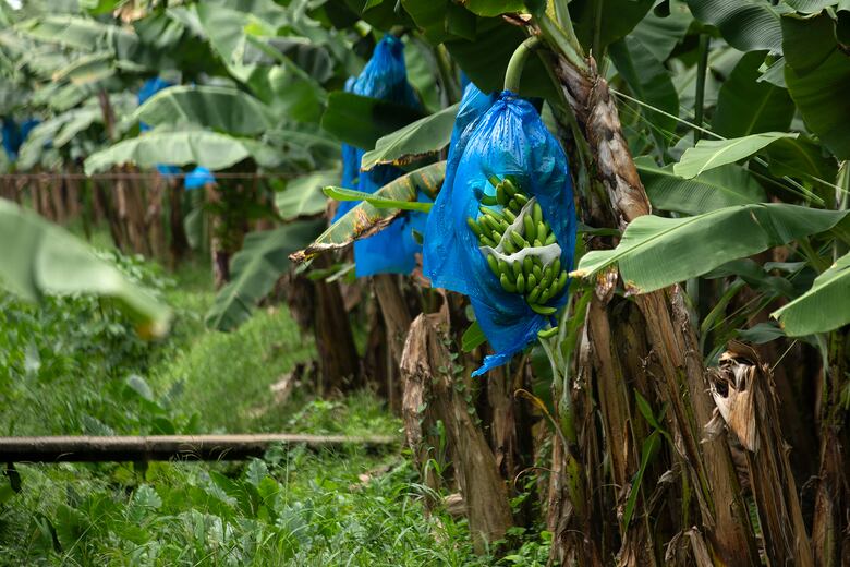 Bocas del Toro: crisis económica y bloqueo social; una provincia en jaque