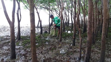 Recogen más de 2 mil libras de basura marina en Coclé