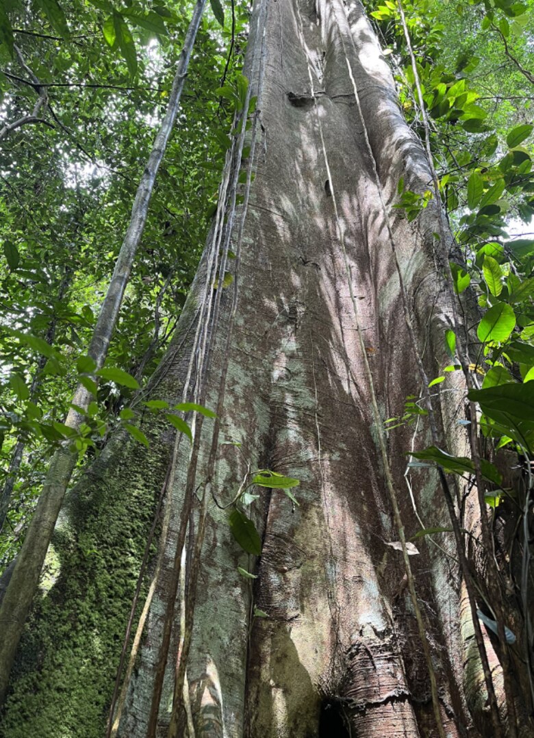 Los gigantes del bosque en el este de Panamá