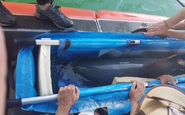 Muere vaquita marina capturada por investigadores en México