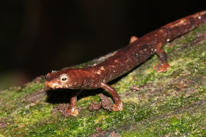 Un libro para proteger a los anfibios del Parque Nacional Darién