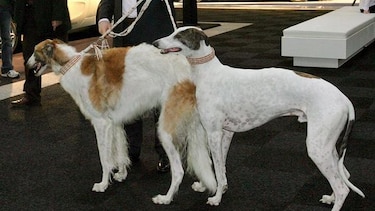 Defensores de animales van contra las carreras de perros en EU