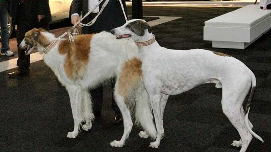 Defensores de animales van contra las carreras de perros en EU