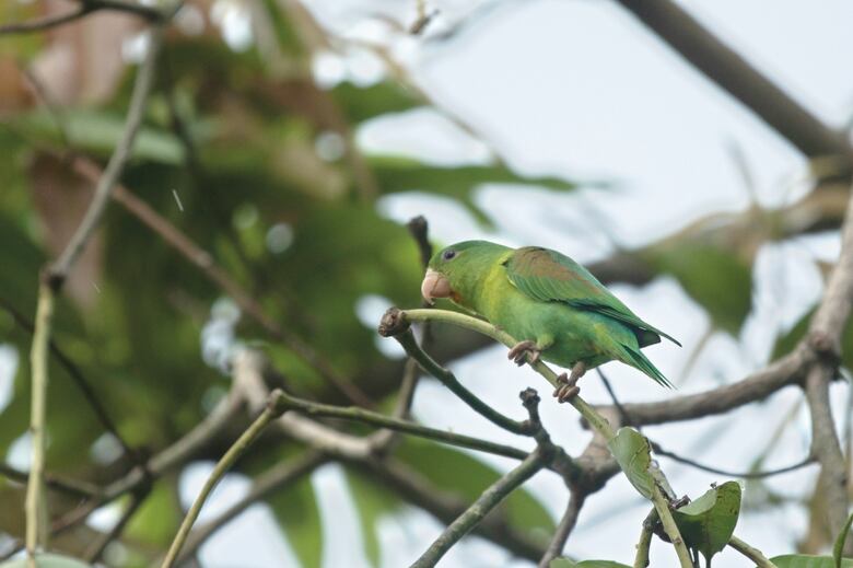 Global Big Day, ecoturismo en cuarentena