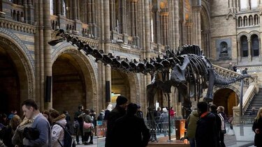 Cambio en museo de Londres, adiós al dinosaurio Dippy