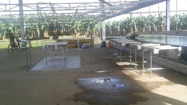 Trabajadores de división bananera paralizan labores