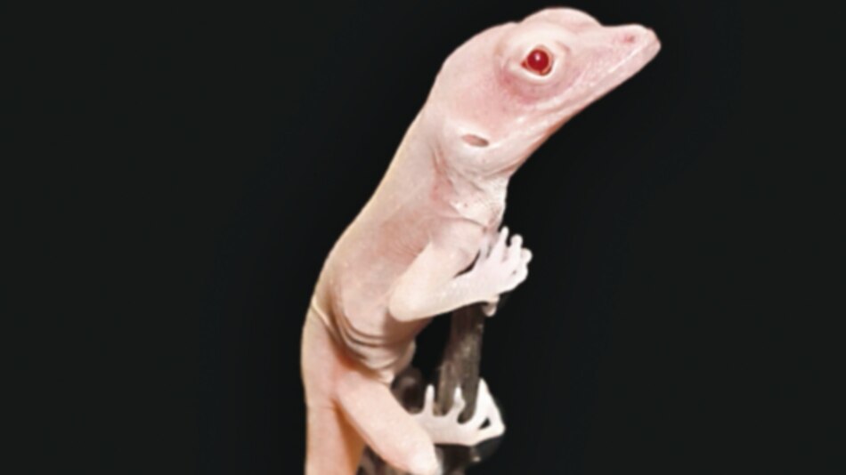 Crean lagartijas albinas modificados genéticamente