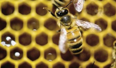 Incentivos para cría de abejas