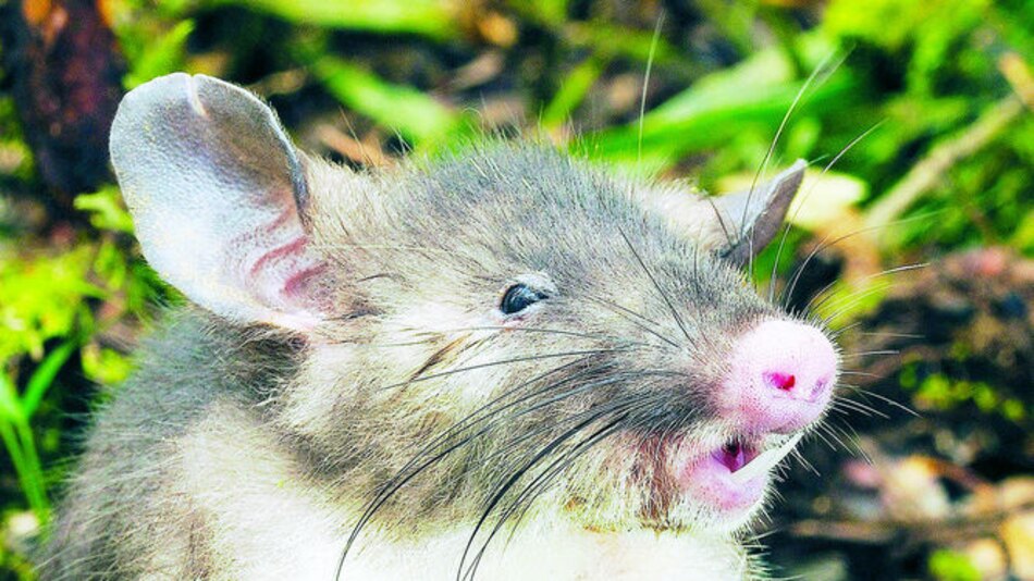 Roedor con nariz de cerdo