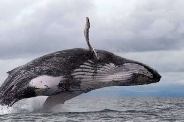 Rinden homenaje al gigante de los océanos