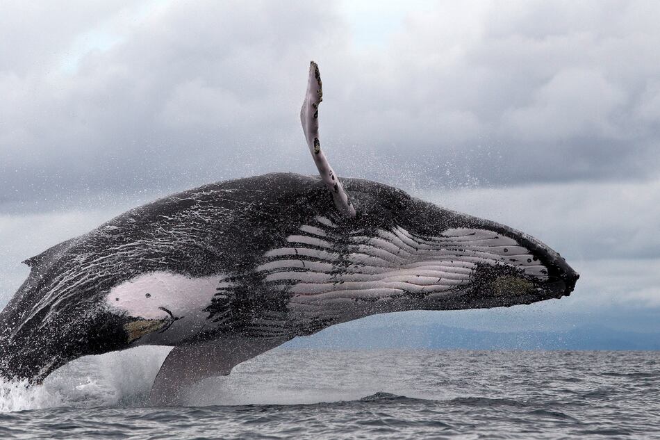 Rinden homenaje al gigante de los océanos