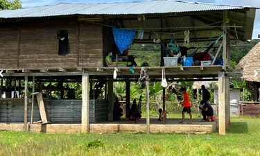 Los gigantes del bosque en el este de Panamá