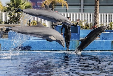 La inteligencia artificial de Google ayuda a los científicos a comprender a los delfines