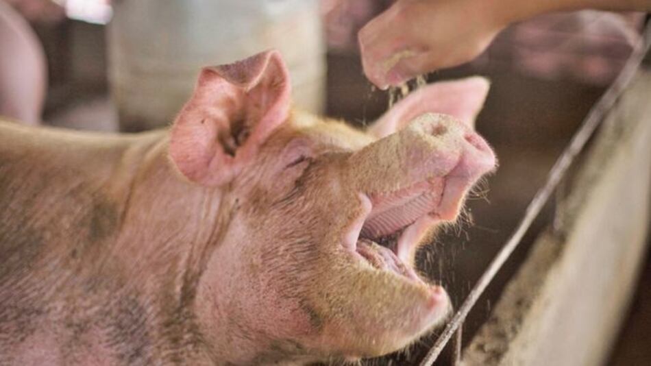 Cierran matadero para frenar brote de peste porcina