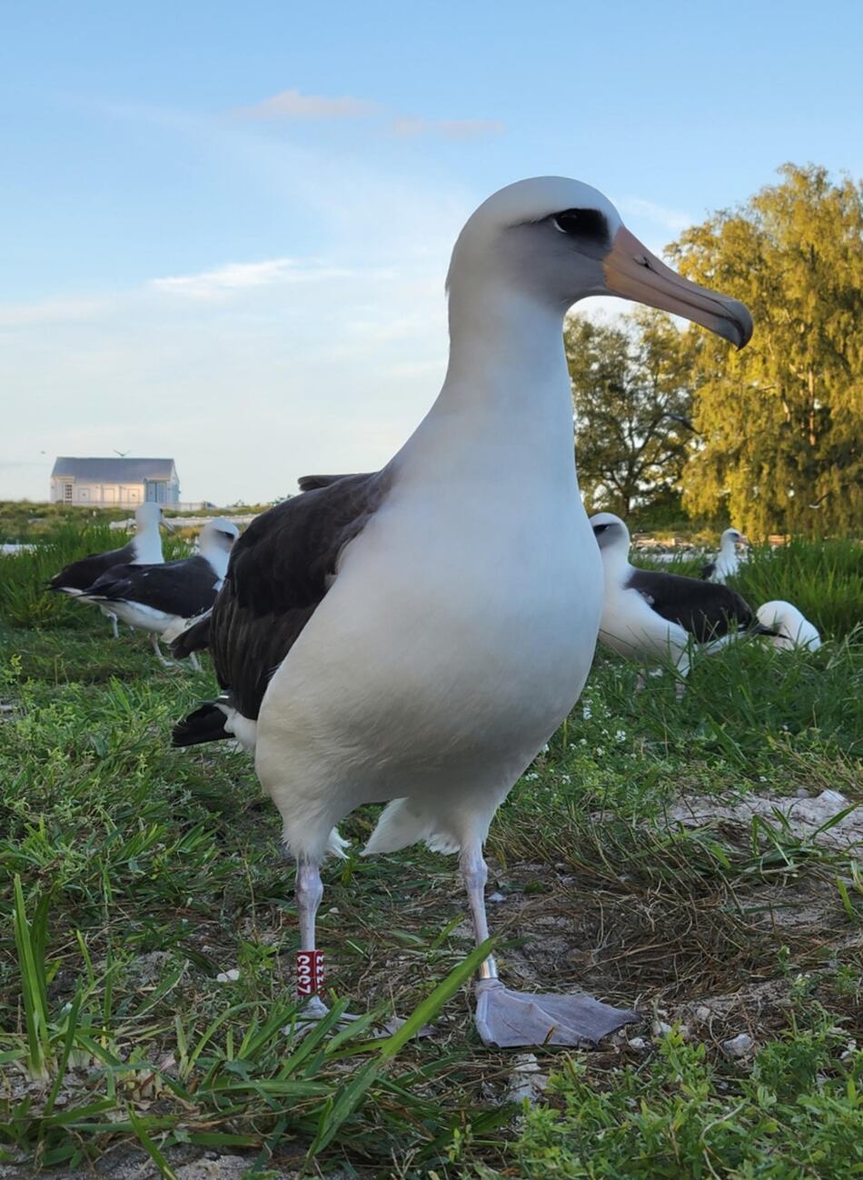 Wisdom, el ave más vieja del mundo, pone un huevo a sus 74 años