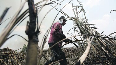 Aprueban caña de azúcar transgénica