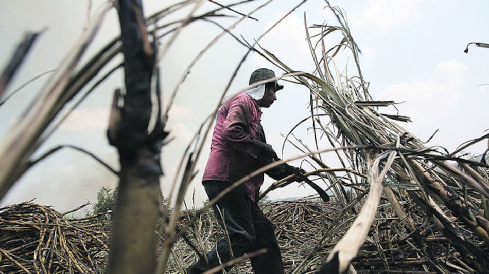 Aprueban caña de azúcar transgénica