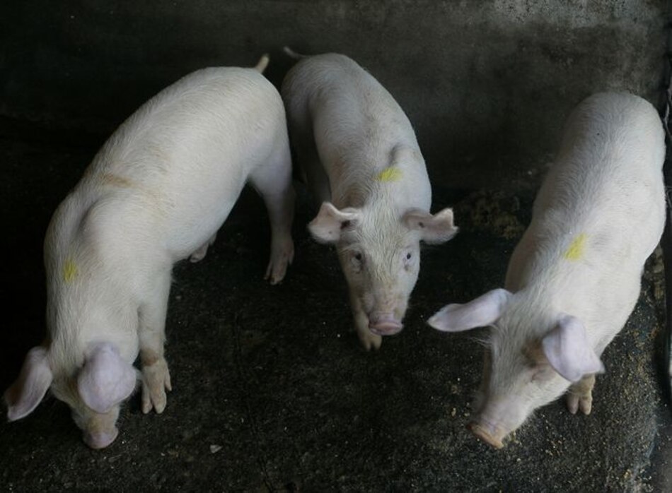 Entidades regularán la industria porcina
