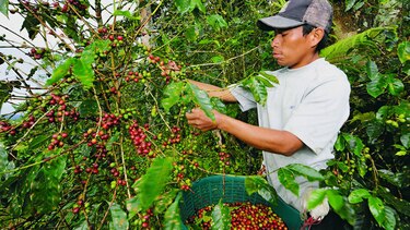 Producción de café caerá un 3%