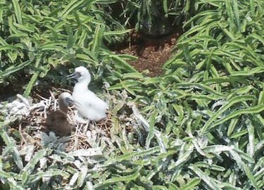 Negocios con una isla que es refugio natural